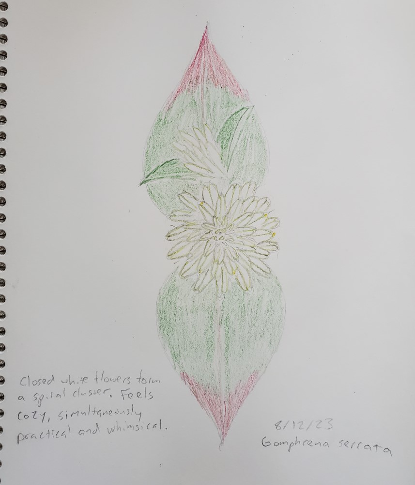 Drawing of arrasa con todo inflorescences and leaves, with notes "Closed white flowers form a spiral cluster. Feels cozy, simultaneously practical and whimsical."